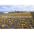 New Crop Good Quality Pumpkin Seed Kernel Pieces Good Price